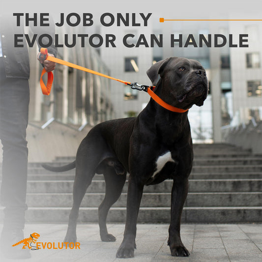 Evolutor Extra Heavy Duty Dog Leash 10 Ft Durable Leash for Large