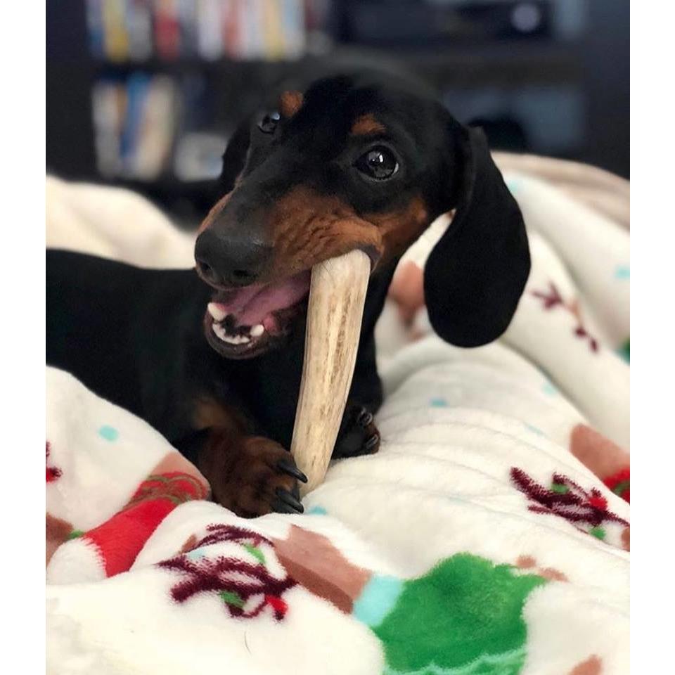 Organic Antler Chews For Dogs