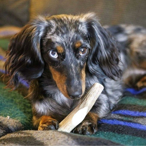 Organic Antler Chews For Dogs
