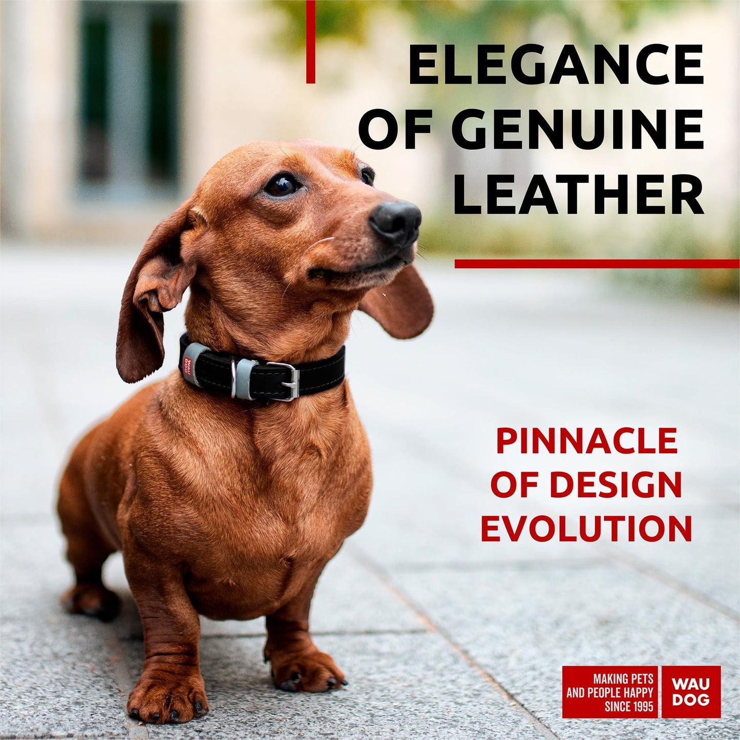 Long Lasting Leather Dog Collar for Large Dogs Medium & Small Dogs