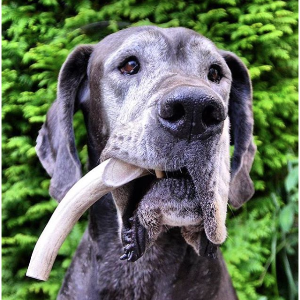 Organic Antler Chews For Dogs