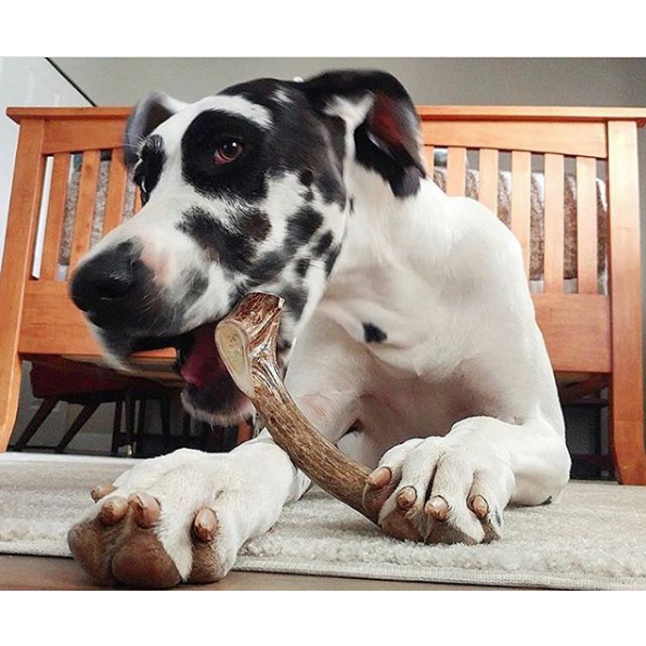 Organic Antler Chews For Dogs