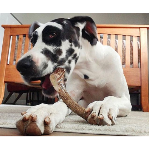 Organic Antler Chews For Dogs
