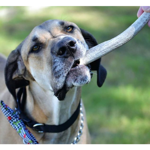 Organic Antler Chews For Dogs