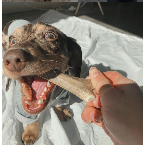 Organic Antler Chews For Dogs